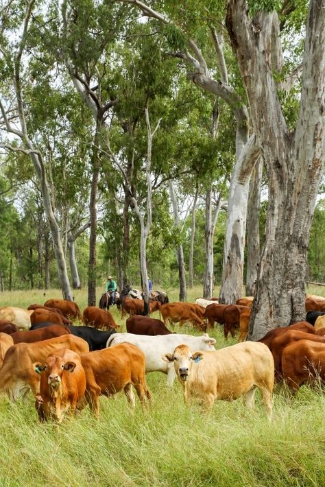 Cattle Grazing, Country Backgrounds, Home Wine Cellars, Future Farms, Better Body, Cattle Farming, Cattle Ranching, Dream Barn, Linoleic Acid