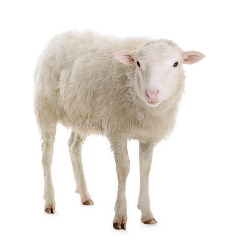 Sheep isolated on white. Background , #Sponsored, #isolated, #Sheep, #Background, #white #ad Sheep Background, Colorful Portrait, White Stock, Background White, Background Images, Sheep, White Background, Concept Art, Stock Images