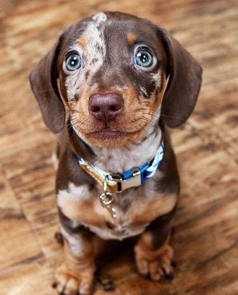 Dachshund Colors, Dapple Dachshund Puppy, Baby Dachshund, Dachshund Puppies For Sale, Hybrid Dogs, Dapple Dachshund, Doxie Dogs, Very Cute Dogs, Mini Dachshund