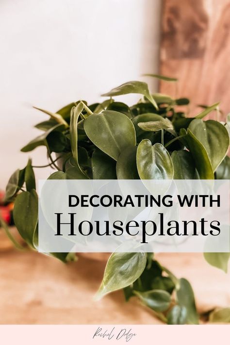 House Plant Aesthetic, Decorating With House Plants, Houseplants Aesthetic, House Plants Aesthetic, House Plants For Beginners, Plant Companions, House Plants Ideas, Houseplant Aesthetic, Plants Low Light