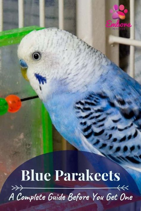 Parakeet Colors Budgies, Parakeet Cage Ideas, Fancy Parakeet, Baby Parakeets, Parakeet Care, Best Pet Birds, Blue Budgie, Blue Parakeet, Parakeet Cage