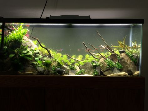 55 Gallon Aquascape, 55 Gallon Aquarium, Tank Terrarium, Neon Tetra, Planted Tank, Aquarium Tank, Discussion Starters, 55 Gallon, Cool Tanks