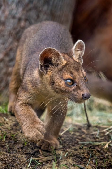 Fossa Animal, Madagascar Animals, Odd Animals, Animal Aesthetic, Tattoo Nature, Interesting Animals, Unusual Animals, Rare Animals, Pretty Animals