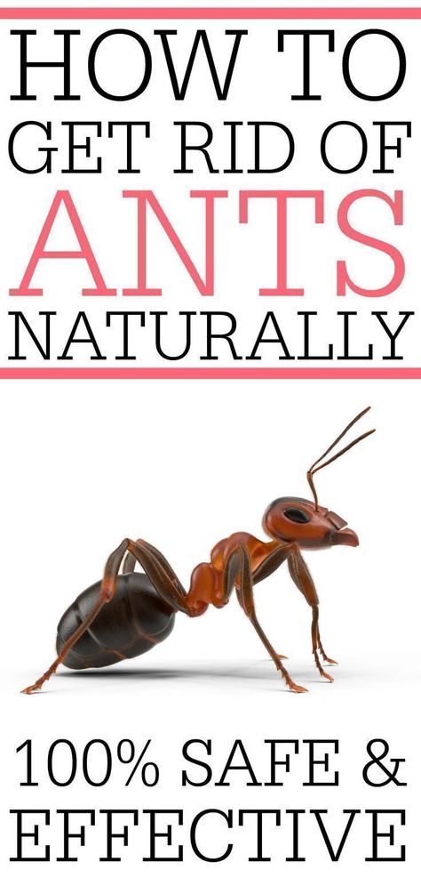 Rid Of Ants In House, Kill Ants Naturally, Ant Spray, Ant Insect, Ant Problem, Harmful Insects, Ants In House, Rid Of Ants, Kill Ants