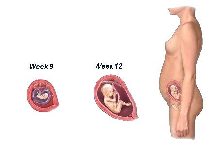 First Trimester Fetal development information How your baby is developing growing inside you in months one two three month 1, 2 or 3 Pregnancy Info, 1st Trimester, Fetal Development, Baby Mine, Baby Talk, I'm Pregnant, Women Health, Food Kids, Baby Prep