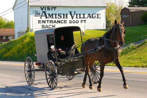 Lancaster County, PA Williamsport Pennsylvania, Amish Village, Amish Pennsylvania, Pennsylvania Dutch Country, Amish Culture, Amish Life, Amish Farm, Lancaster County Pa, Amish Community