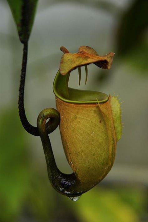 Insectivorous Plant, Pitcher Plants, Bog Plants, Strange Flowers, Weird Plants, Plant Fungus, Pitcher Plant, Unusual Plants, Unusual Flowers