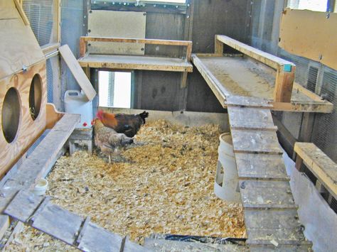 Chicken Coop Kit, Cheap Chicken Coops, Mobile Chicken Coop, Best Egg Laying Chickens, Portable Chicken Coop, Egg Laying Chickens, Chicken Pen, Coop Design, Best Chicken Coop