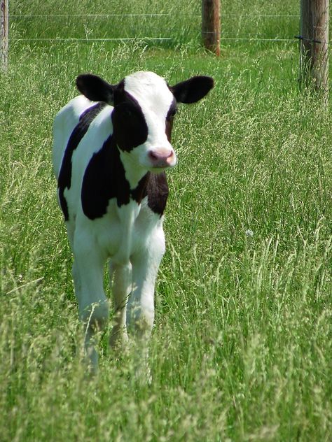 The Holstein calf wears a delightful blend of black and white, accented by perfect black ears.  Remarkable posed in the field, she is quite elegant. Dairy Cows Holstein, Black And White Cow, Holstein Cows, Dairy Cattle, Happy Cow, Cow Calf, Dairy Cows, White Cow, Baby Cows