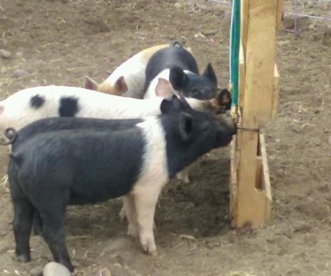 Hog Farming, Hog Waterer, Metal Bending Tools Ideas, 4h Livestock, Pig Pens, Pig Feeder, Pastured Pigs, Pig Waterer, Hog Farm