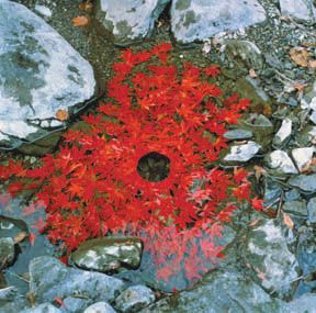 Art Corner — Andy Goldsworthy by Ruth | The Secret Life of Buddhafield Ephemeral Art, Andy Goldsworthy, Nature Artists, Earth Art, Outdoor Art, Land Art, Environmental Art, Pics Art, Art Movement