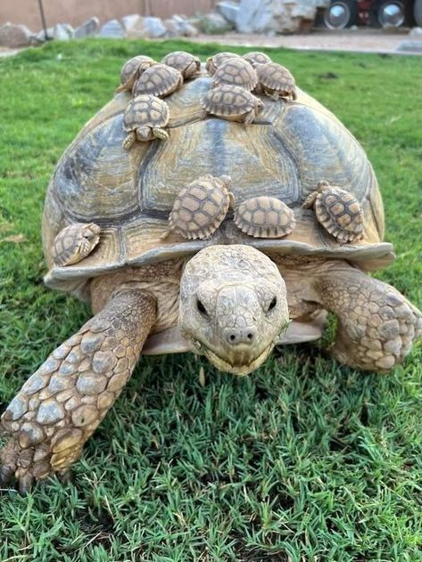 Animal Foto, Largest Horse Breed, Cute Tortoise, Baby Tortoise, Sulcata Tortoise, Saltwater Crocodile, Pet Turtle, Tortoise Turtle, Cute Small Animals