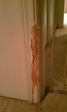 When your dog is a bastard dog Fix Door Frame, Dog Chewing Furniture, Door Frame Repair, Wood Door Frame, Door Frame Molding, Wall Repair, House Maintenance, Scratched Wood, Wood Repair