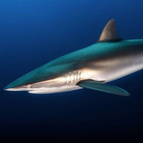 Silky sharks (Carcharhinus falciformis) Silky Shark, Shark Conservation, Shark Pictures, Sea Mammal, Aquatic Animals, White Sharks, Great White Shark, Whale Shark, Marine Animals