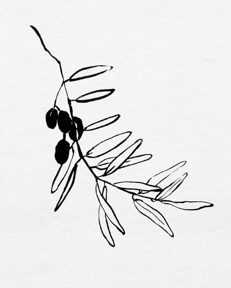 Olive Plant Illustration, Botanical Ink Drawing, Olives Drawing, Drawing Plants And Flowers, Olives Illustration, Olive Drawing, Olive Illustration, Olive Branch Design, Olive Flower