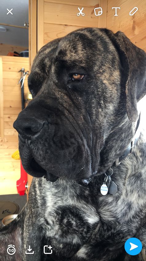 Brindle English Mastiff, American Mastiff, British Mastiff, Neo Mastiff, English Mastiff Dog, English Mastiff Puppies, Mastiff Breeds, Giant Dog Breeds, Presa Canario