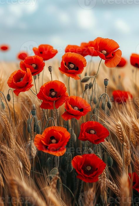 Red Poppies in Wheat Field. Bright red poppy flowers bloom in a golden wheat field Poppy Field Photography, Flower Field Photography, Golden Wheat Field, Poppies Flower, Poppies Painting, Red Poppy Flower, Golden Wheat, Poppy Art, Wheat Field