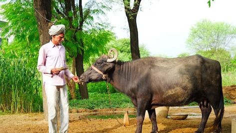 The Buffalo: A Cultural Icon in Hindi Language and Indian Society The buffalo holds a special place in the hearts and minds of the people of India. As one of the most iconic and revered animals in the country, it has deep cultural significance and is associated with various aspects of Indian society, ranging from […] The post The Buffalo: A Cultural Icon in Hindi Language and Indian Society appeared first on InspiritLive. Indian Buffalo, Indian Arts And Crafts, Agricultural Practices, Rural India, Milk Production, India People, Cave Paintings, Hindi Language, Majestic Animals