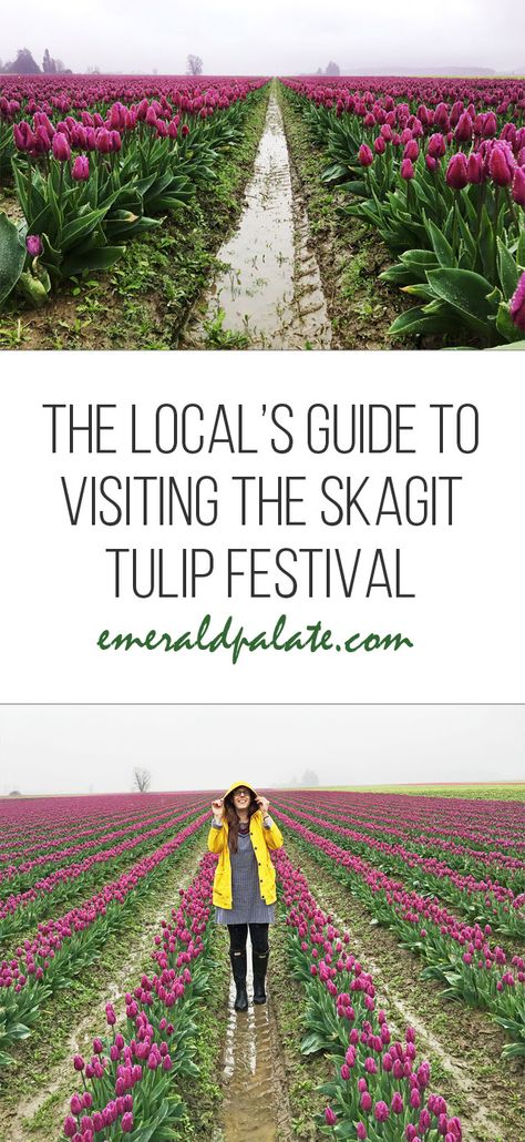 Seattle Tulip Festival, Tulip Festival Outfit Ideas, Tulip Field Outfit Ideas, Tulip Festival Outfit, Tulip Festival Washington, Skagit Valley Tulip Festival, Seattle Travel, Travel 2024, Festival Guide