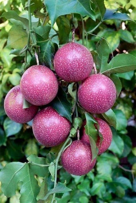 Pruning Raspberries, Passion Fruit Plant, Giant Vegetable, Weird Fruit, Fruit World, Fruit Bearing Trees, Strange Fruit, Unique Fruit, Fruits Photos