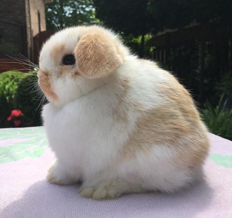 Light Brown Bunny, Bunny White, Brown Bunny, Adorable Pets, Cute Bunny, Rabbits, Light Brown, White