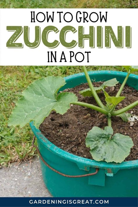 How To Grow Zucchini In A Pot | Gardening is Great How To Grow Zucchini, Grow Zucchini, Gemüseanbau In Kübeln, Growing Zucchini, Zucchini Plants, Garden Bed Layout, Fall Garden Vegetables, Survival Gardening, Container Gardening Vegetables