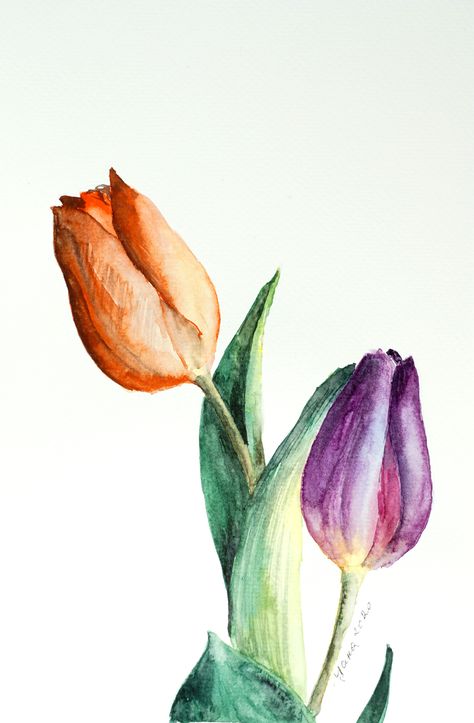 Water Colour Paintings Flowers, How To Paint Tulips In Watercolor, Watercolor Tulips Tutorials Step By Step, Water Colour Tulip, Tulips In Watercolor, Tulips Painting Watercolor, Tulip Watercolor Painting Tutorial, Watercolor Tulips Tutorials, Water Colour Flowers Easy