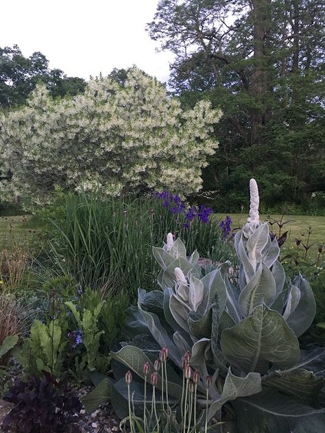 Verbascum Bombyciferum, Candy Cane Sorrel, Oxalis Versicolor, Putney Vermont, Designer Nursery, Siberian Iris, Garden Designer, Mediterranean Garden, O Donnell