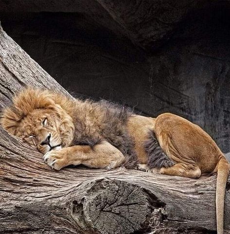 (14) @blueraven7's post on Minds | Minds Male Lion, Majestic Animals, Large Cats, A Lion, Animal Photo, Beautiful Cats, Animals Friends, Big Cats, Beautiful Creatures