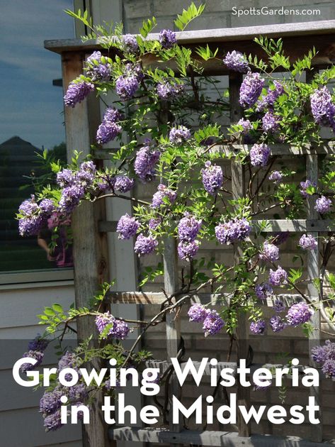 Wisteria Pruning, Growing Wisteria, Wisteria How To Grow, Wisteria Trellis, American Wisteria, Chinese Wisteria, Wisteria Garden, Vine Trellis, Garden Services