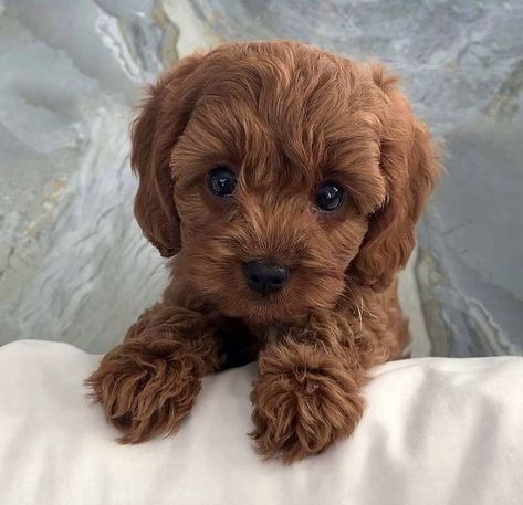 Cute Fluffy Dogs, Cute Small Dogs, Cute Dogs Images, Very Cute Puppies, Toy Poodle Puppies, Super Cute Puppies, Cute Small Animals, Cute Dog Photos, Cute Animals Puppies