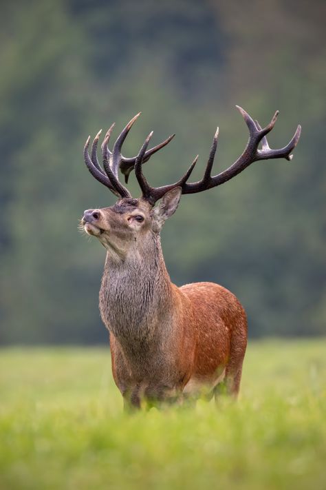 Elk Pictures, Water Deer, Red Deer Stag, Male Deer, Animal Photography Wildlife, Red Eyed Tree Frog, Deer Photos, Spiritual Animal, Red Forest