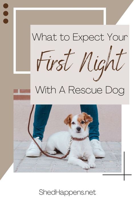 small brown and white dog laying outside with person standing over it holding leash, text states: what to expect your first night with a rescue dog Shelter Dogs Adoption, Dog Care Checklist, Rescue Dogs For Adoption, Rescue Puppies, Foster Dog, Dog Home, Dog Shedding, Purebred Dogs, The Boyfriend