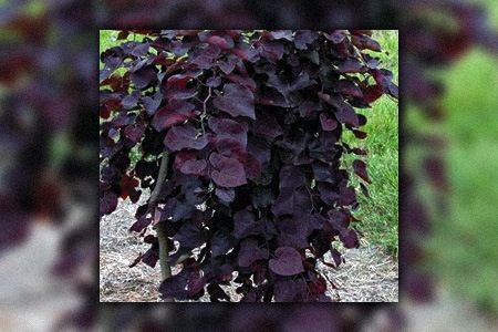 13 Types of Redbud Trees to Add a Splash of Spring - Worst Room Rising Sun Redbud, Types Of Ivy, Eastern Redbud Tree, Redbud Trees, Pink And Red Flowers, Eastern Redbud, Redbud Tree, Fuchsia Flowers, Silver Cloud