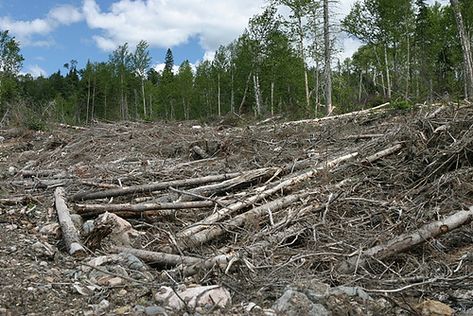 Forest Destruction, Evolution, Forest, Film