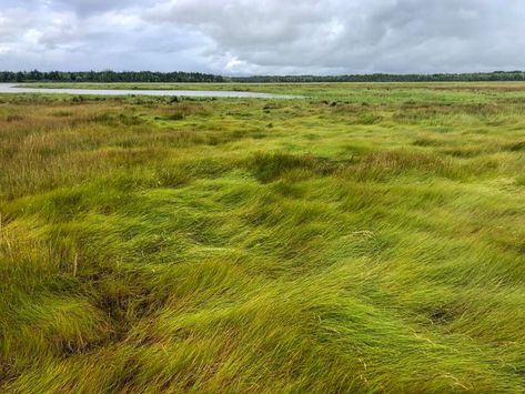 Salt Marshes Part 1: Ecology Salt Marsh, Different Species, Ecology, Habitat, Salt, Plants, Travel