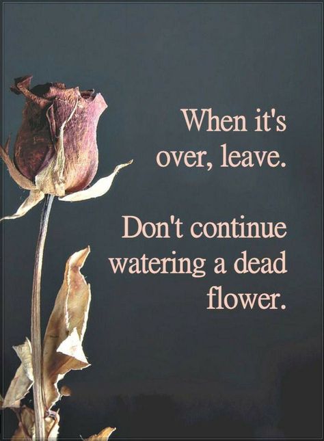 Quotes When it's over, leave. Don't continue watering a dead flower. Flower Quotes, Life Coaching, Quotable Quotes, Reality Quotes, Wise Quotes, True Words, Meaningful Quotes, The Words, True Quotes