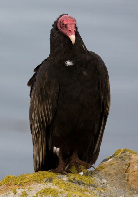 Turkey Crockpot, Thanksgiving Crockpot, Turkey Vulture, Leftover Thanksgiving, Ugly Animals, Crockpot Turkey, Turkey Chili, Turkey Recipe, Buzzard