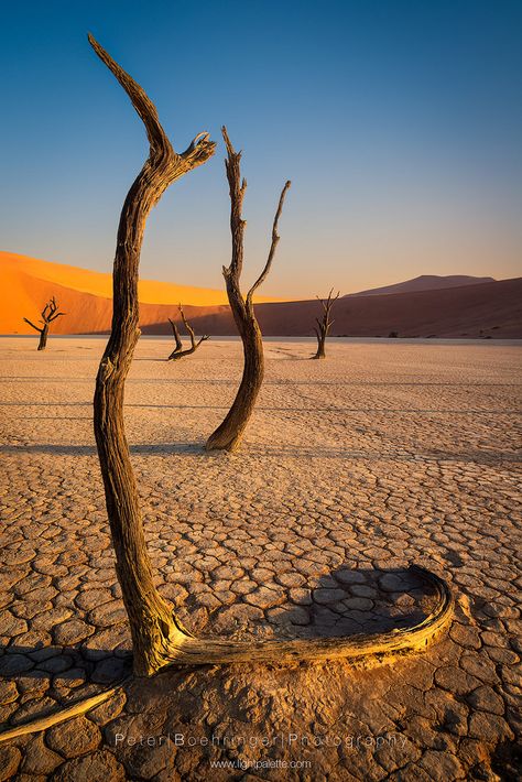 Drought Images, Desert Trees, Dry Tree, Dry River, Deserts Of The World, Desert Area, Dry Desert, Photo Work, Natural Art