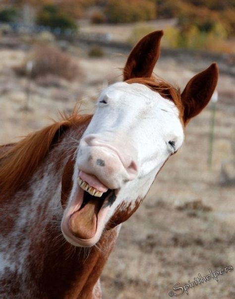 Laughing Horse, Talking Horse, Lively Horse, Funny Animal, Humor Photograph or Greeting card Animal Talking, Horse Smiling, Laughing Horse, Horse Meme, Horse Funny, Laughing Animals, Funny Dog Faces, Funny Horses, Pictures Funny