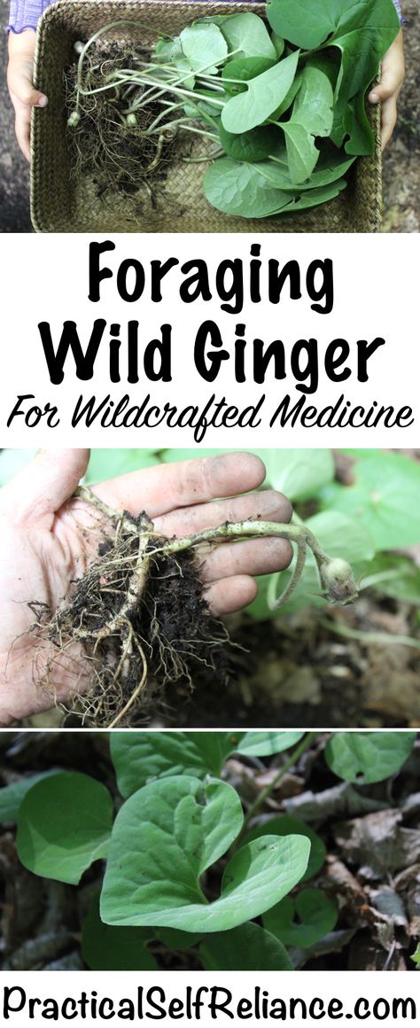 Foraging Wild Ginger ~ Wildcrafted Medicine also called Asarum canadense in the East Wild Ginger Plant, Medicinal Wild Plants, Wild Foraging, Wild Food Foraging, Medicinal Herbs Garden, Ginger Plant, Edible Wild Plants, Wild Ginger, Healing Plants