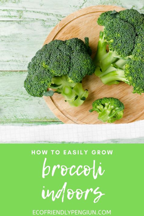 Grow Broccoli Indoors, Broccoli Plant, Growing Broccoli, Plant Saucers, Broccoli Seeds, Kitchen Necessities, Hydroponic Growing, Green Diy, Homemade Facials