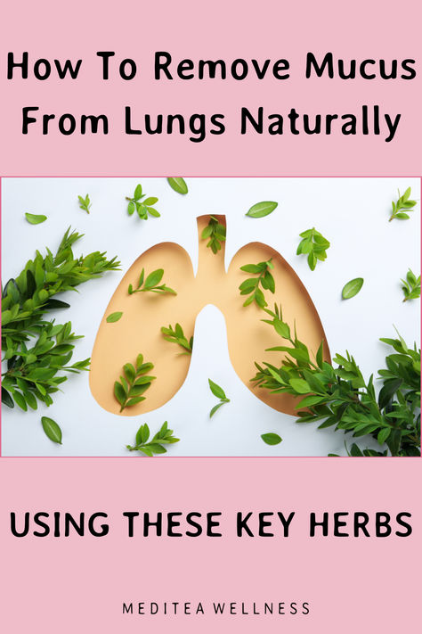 a guide on how to remove mucus from the lungs naturally with herbs Cleanse Lungs Naturally, Natural Lung Expectorant, How To Heal Your Lungs Naturally, How To Cleanse Your Lungs, Cleaning Lungs Naturally, Lung Cleanse Tea, Respiratory Steam Diy, Foods For Respiratory Health, How To Clean Out Your Lungs