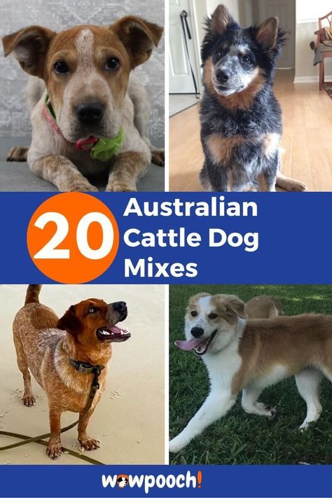 List Of Australian Cattle Dog Mix Breeds Cattle Dog Mix Breeds, Dog Mix Breeds, Plott Hound Brindle, American Cattle Dog, Australian Dog Breeds, Mix Breed Dogs, Sheepdog Breeds, Mixed Dog Breeds, Australian Kelpie Dog