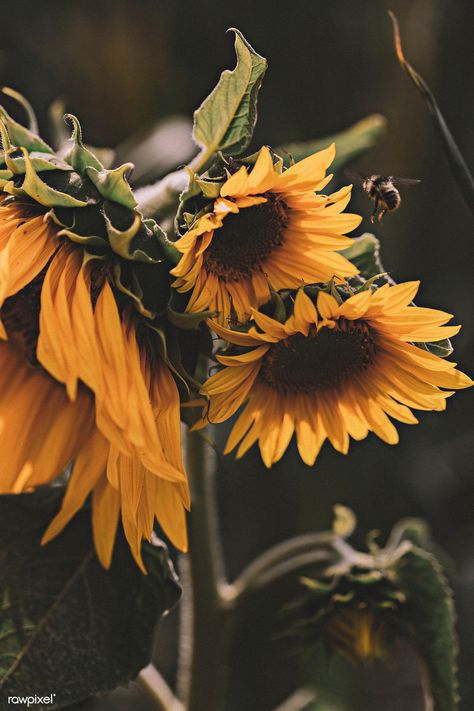 Close up of blooming sunflowers | free image by rawpixel.com / eberhard grossgasteiger Bee Wallpaper, White Flower Wallpaper, Bee Sunflower, Blooming Sunflower, Purple Petunias, Sunflower Vase, Buttercup Flower, Blue Bell Flowers, Geranium Flower