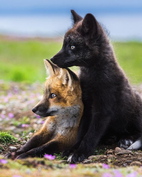 Fox Pups, Vulpes Vulpes, Baby Wolf, Fox Pictures, Fox Spirit, Divine Beauty, Pet Fox, Forest Creatures, Rare Animals