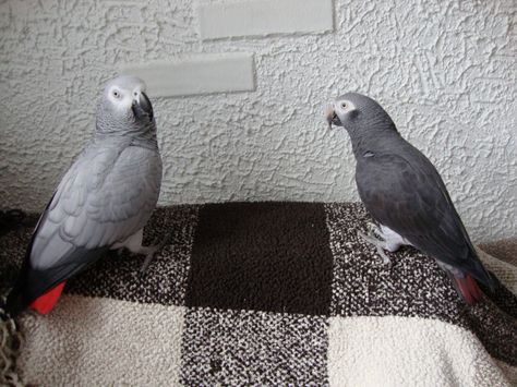 Now, going about the internet, you will see terms such as "CAG" and "TAG" to refer to the subspecies. These acronyms stand for Congo African Grey and Timneh ... Timneh African Grey, Parrot Quotes, Congo African Grey, Grey Parrot, African Grey Parrot, African Grey, Parakeets, Keep Track, Pet Birds