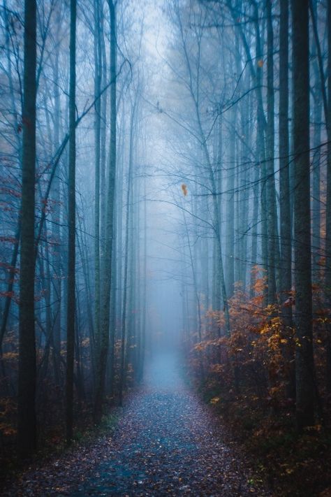 Blue Fall Aesthetic Wallpaper, Magical Pathways, Haunted Forest, Mystical Forest, Phone Aesthetic, Out Of The Woods, Feeling Blue, Autumn Colors, Fall Aesthetic