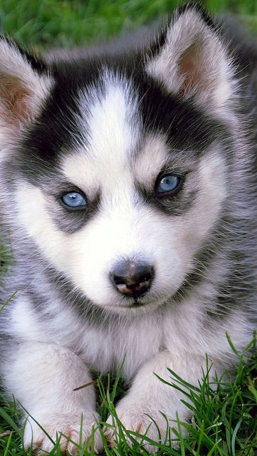 Husky Siberian puppy lying in the grass Blue Eyed Husky Puppy, Puppies With Blue Eyes, Husky With Blue Eyes, Pomeranian Husky, Cute Husky Puppies, Baby Huskies, Cute Husky, Siberian Husky Puppies, A Husky