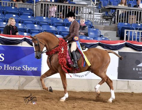 National Show Horse, Western Horse Riding, Hunt Seat, Show Horse, Morgan Horse, Western Horse, Arabian Horse, Equestrian Style, Horse Breeds